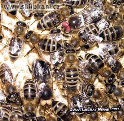 Apis-mellifera-carnica